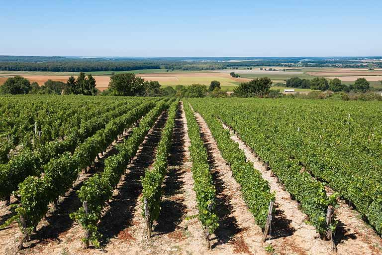 Parcelle de vigne © Jérôme Mongreville / Région Bourgogne-Franche-Comté, Inventaire du patrimoine - 2013 Parcelle de vigne © Jérôme Mongreville / Région Bourgogne-Franche-Comté, Inventaire du patrimoine - 2013