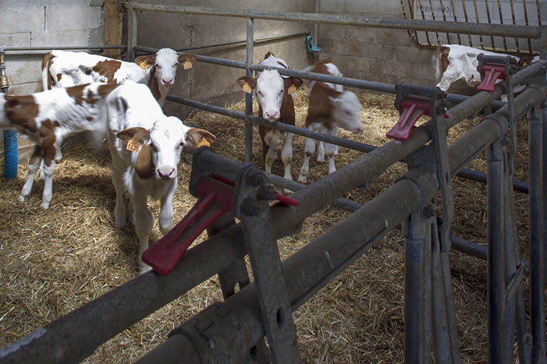 Dans l'étable. © Sonia Dourlot / Région Bourgogne-Franche-Comté, Inventaire du patrimoine - 2014