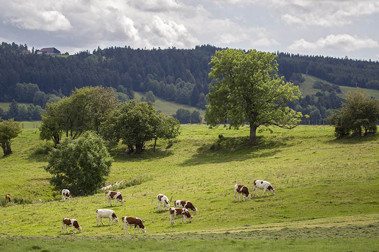 Paysage avec vaches. © Sonia Dourlot / Région Bourgogne-Franche-Comté, Inventaire du patrimoine - 2015