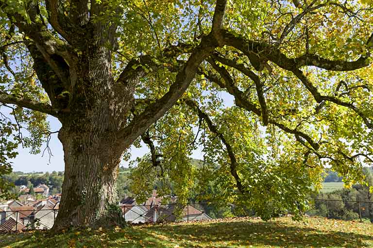 Le tulipier de Virginie depuis la 1ère terrasse. © Sonia Dourlot / Région Bourgogne-Franche-Comté, Inventaire du patrimoine - 2016