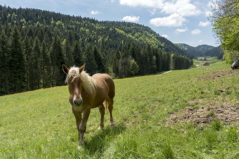 Le Théverot, source d'énergie, et son vallon. © Sonia Dourlot / Région Bourgogne-Franche-Comté, Inventaire du patrimoine - 2017 Le Théverot, source d'énergie, et son vallon. © Sonia Dourlot / Région Bourgogne-Franche-Comté, Inventaire du patrimoine - 2017
