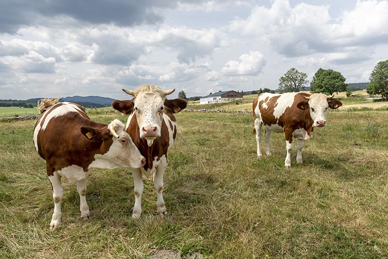 Vue d'ensemble éloignée, avec vaches au premier plan. © Sonia Dourlot / Région Bourgogne-Franche-Comté, Inventaire du patrimoine - 2019 Vue d'ensemble éloignée, avec vaches au premier plan. © Sonia Dourlot / Région Bourgogne-Franche-Comté, Inventaire du patrimoine - 2019