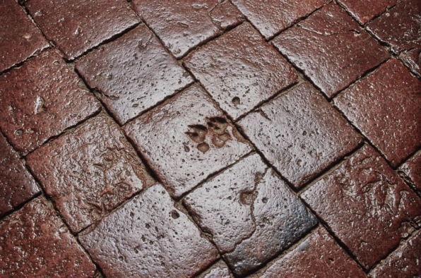 Traces de pattes d'animaux au sol de la chambre de Vienne. © Région Bourgogne-Franche-Comté, Inventaire du patrimoine Traces de pattes d'animaux au sol de la chambre de Vienne. © Région Bourgogne-Franche-Comté, Inventaire du patrimoine
