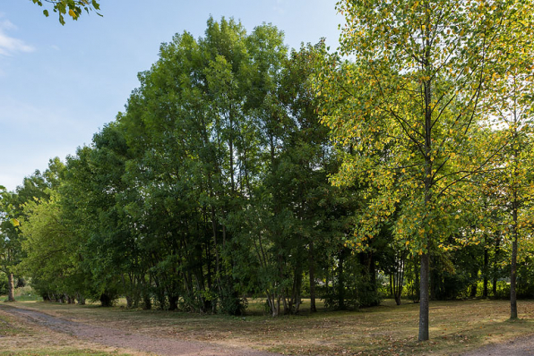 Arbres entourant l'emplacement de l'ancien potager. © Région Bourgogne-Franche-Comté, Inventaire du patrimoine