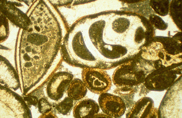 Echantillon de marbre d'Audelange, vu au microscope. Lame mince de calcaire oolithique, montrant oolithes et bioclastes. © Région Bourgogne-Franche-Comté, Inventaire du patrimoine