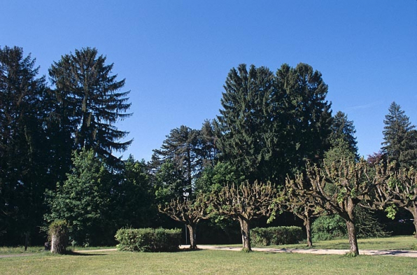 Partie nord : haie au long de l'avenue de l'observatoire et extrémité de l'allée centrale, depuis le nord-est. © Région Bourgogne-Franche-Comté, Inventaire du patrimoine