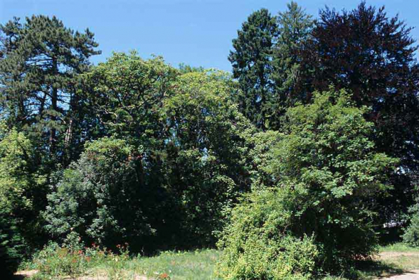 Partie sud : vue d'ensemble du groupe d'arbres de l'angle nord-ouest associant hêtre pourpre, catalpa, Paulownia, épicéa, etc. © Région Bourgogne-Franche-Comté, Inventaire du patrimoine