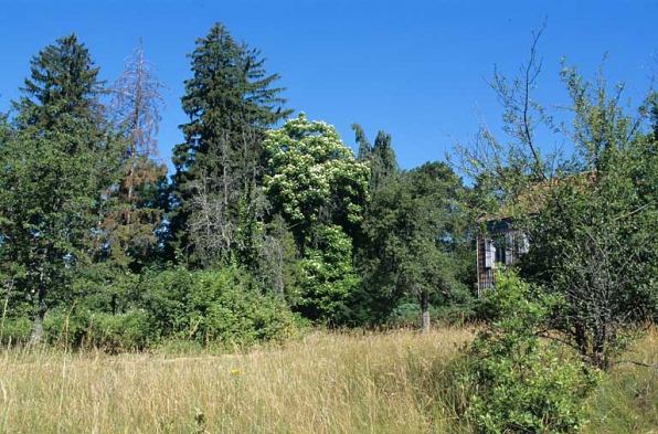 Partie sud : vue d'ensemble du verger et des arbres au sud de la maison du directeur. © Région Bourgogne-Franche-Comté, Inventaire du patrimoine