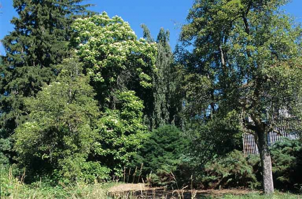 Partie sud : vue d'ensemble du groupe d'arbres près de la maison du directeur. Groupe associant hêtre pleureur, catalpa, épicéa, etc. © Région Bourgogne-Franche-Comté, Inventaire du patrimoine