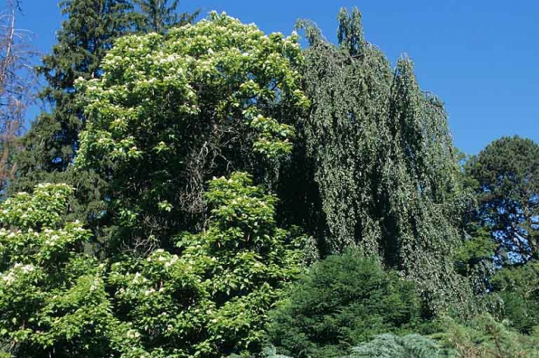 Partie sud : vue rapprochée du catalpa et du hêtre pleureur, près de la maison du directeur. © Région Bourgogne-Franche-Comté, Inventaire du patrimoine