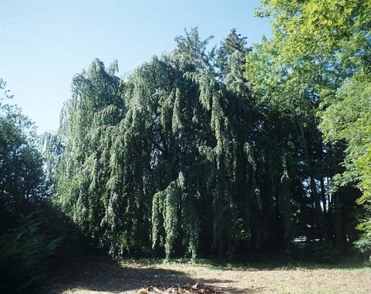 Partie sud : hêtre pleureur, près de la maison du directeur. © Région Bourgogne-Franche-Comté, Inventaire du patrimoine