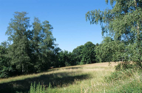 Partie sud : groupe de bouleaux près du chemin joignant le fond de la prairie et haie sud. © Région Bourgogne-Franche-Comté, Inventaire du patrimoine