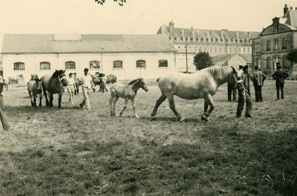 [Foire aux chevaux, avec le marché couvert au second plan], vers 1950. © Région Bourgogne-Franche-Comté, Inventaire du patrimoine