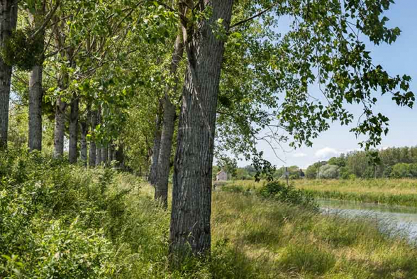 Alignement double d'arbres le long du canal de navigation. © Région Bourgogne-Franche-Comté, Inventaire du patrimoine