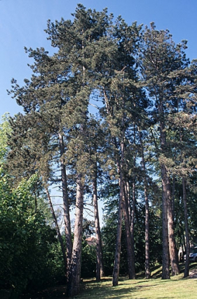 Partie nord : groupe de pins noirs d'Autriche dans l'angle est, au long de l'avenue de l'Observatoire. © Région Bourgogne-Franche-Comté, Inventaire du patrimoine