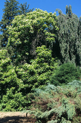 Partie sud : vue rapprochée du catalpa et du hêtre pleureur, près de la maison du directeur. © Région Bourgogne-Franche-Comté, Inventaire du patrimoine