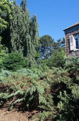 Partie sud : vue rapprochée du hêtre pleureur et des buissons, près de la maison du directeur. © Région Bourgogne-Franche-Comté, Inventaire du patrimoine