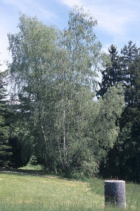 Partie sud : bouleaux près du bâtiment des bureaux. © Région Bourgogne-Franche-Comté, Inventaire du patrimoine