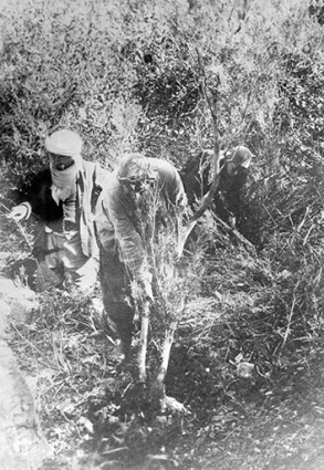 Extraction de la bruyère (Algérie), début 20e siècle. © Région Bourgogne-Franche-Comté, Inventaire du patrimoine