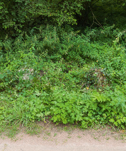 VUe de la borne, sous la végétation. © Pierre-Marie Barbe-Richaud / Région Bourgogne-Franche-Comté, Inventaire du patrimoine - 2017
