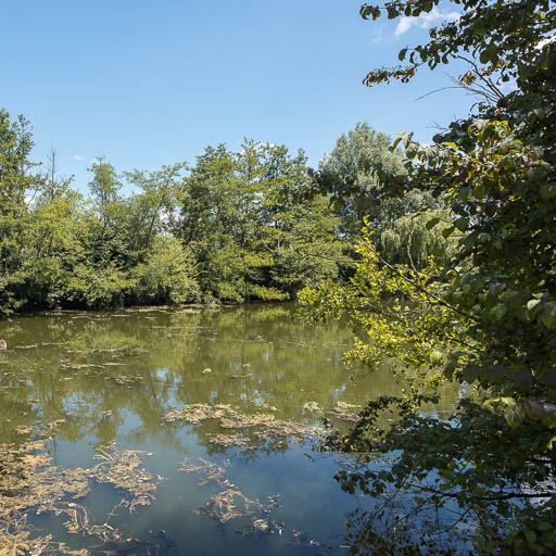 La digue, dissimulée par les arbres. © Pierre-Marie Barbe-Richaud / Région Bourgogne-Franche-Comté, Inventaire du patrimoine - 2018
