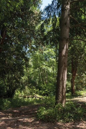 bosquet © Pierre-Marie Barbe-Richaud / Région Bourgogne-Franche-Comté, Inventaire du patrimoine - 2019