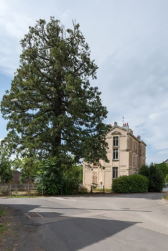  arbre isolé © Pierre-Marie Barbe-Richaud / Région Bourgogne-Franche-Comté, Inventaire du patrimoine - 2020