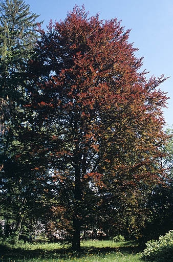 Partie sud : hêtre pourpre. © Jérôme Mongreville / Région Bourgogne-Franche-Comté, Inventaire du patrimoine - 2005
