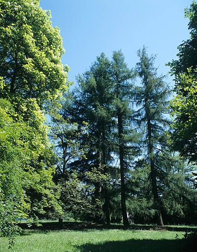 Partie sud : groupe de mélèzes d'Europe, entre la maison du directeur et le cadran solaire. © Jérôme Mongreville / Région Bourgogne-Franche-Comté, Inventaire du patrimoine - 2005