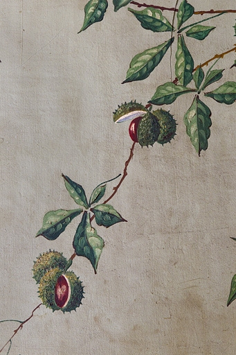 Branche de châtaignier et châtaignes. © Yves Sancey / Région Bourgogne-Franche-Comté, Inventaire du patrimoine - 2010