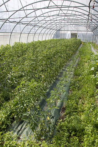 Vue intérieure de serre. © Jérôme Mongreville / Région Bourgogne-Franche-Comté, Inventaire du patrimoine - 2014